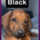 Rhodesian ridgeback pups ready to go