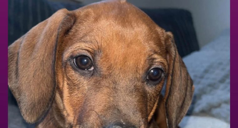 Rhodesian ridgeback pups ready to go