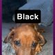 Rhodesian ridgeback pups ready to go
