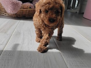 Red Miniature Poodles