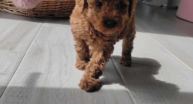 Red Miniature Poodles