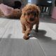 Red Miniature Poodles