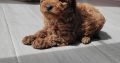 Red Miniature Poodles