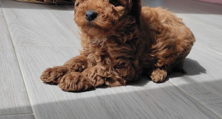 Red Miniature Poodles