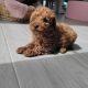 Red Miniature Poodles