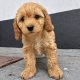 Beautiful Rare Cavapoochon Puppies