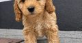 Beautiful Rare Cavapoochon Puppies