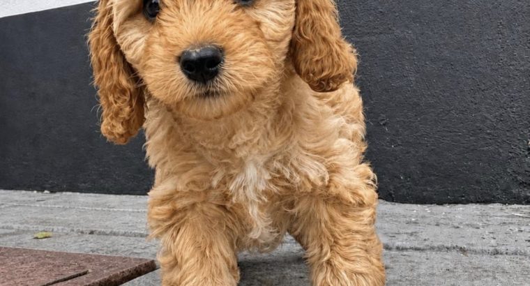 Beautiful Rare Cavapoochon Puppies