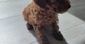 Red Miniature Poodles