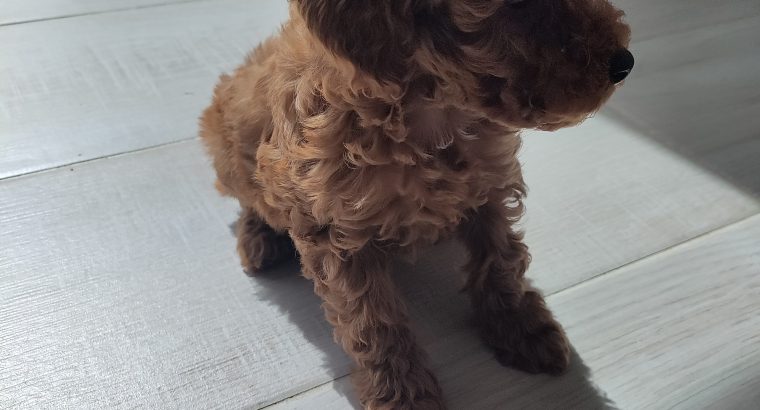Red Miniature Poodles