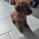 Red Miniature Poodles