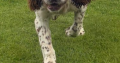 Springer Spaniel