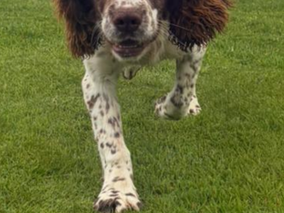 Springer Spaniel