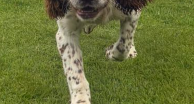 Springer Spaniel