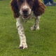 Springer Spaniel