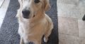 Free to Good Home – Male Golden Retriever
