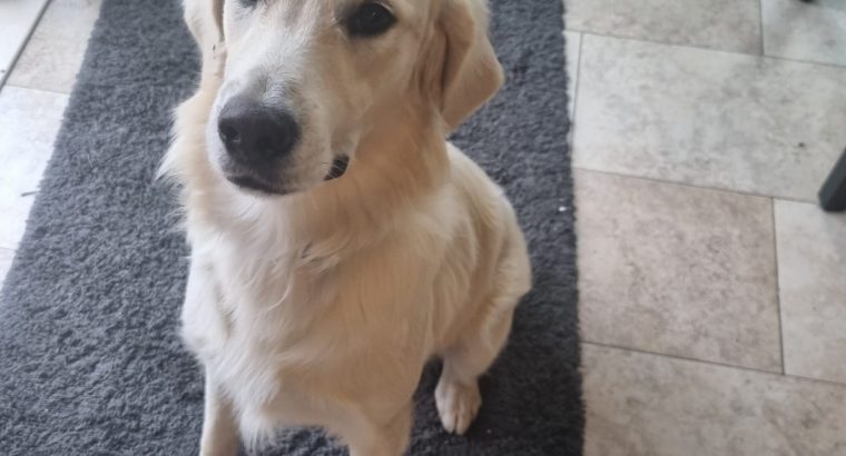 Free to Good Home – Male Golden Retriever