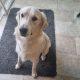 Free to Good Home – Male Golden Retriever