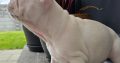 Adorable French Bulldog puppies in Galway