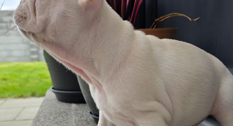Adorable French Bulldog puppies in Galway
