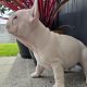 Adorable French Bulldog puppies in Galway