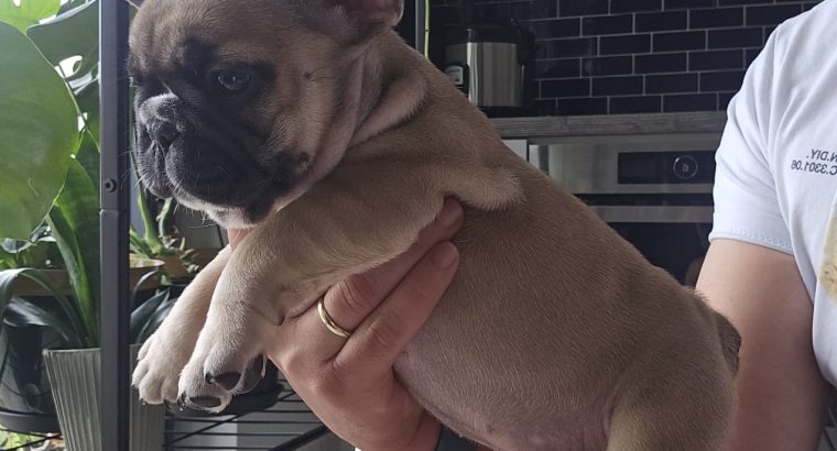 Adorable French Bulldog puppies in Galway
