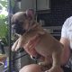 Adorable French Bulldog puppies in Galway