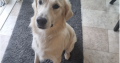 Free to Good Home – Male Golden Retriever