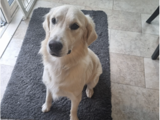Free to Good Home – Male Golden Retriever