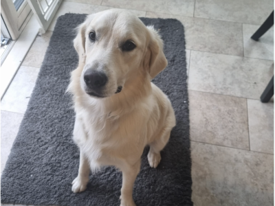 Free to Good Home – Male Golden Retriever