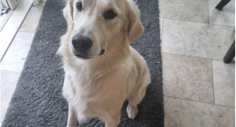 Free to Good Home – Male Golden Retriever