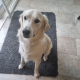 Free to Good Home – Male Golden Retriever