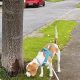Friendly & Energetic Beagle