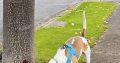 Friendly & Energetic Beagle