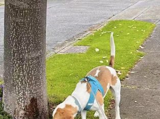 Friendly & Energetic Beagle