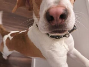 Friendly & Energetic Beagle