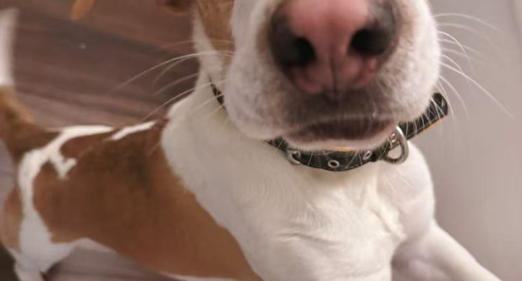 Friendly & Energetic Beagle