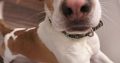 Friendly & Energetic Beagle