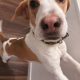 Friendly & Energetic Beagle