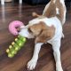 Friendly & Energetic Beagle