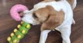 Friendly & Energetic Beagle