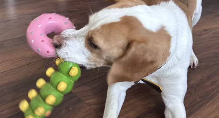 Friendly & Energetic Beagle