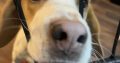 Friendly & Energetic Beagle