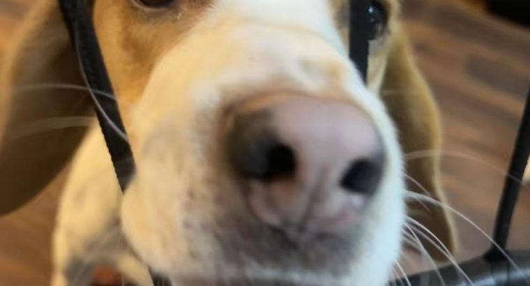 Friendly & Energetic Beagle