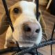 Friendly & Energetic Beagle
