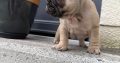 Adorable French Bulldog puppies in Galway