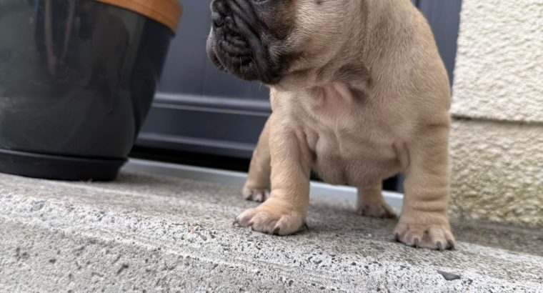 Adorable French Bulldog puppies in Galway