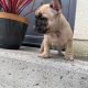 Adorable French Bulldog puppies in Galway
