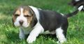 Beagle puppies