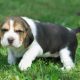 Beagle puppies